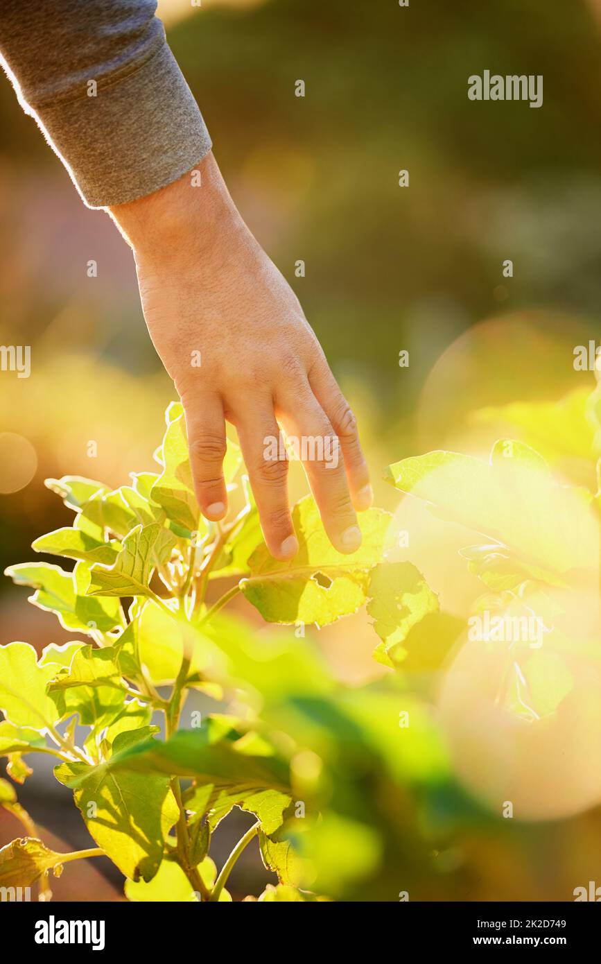 Die Pflanzen hautnah und persönlich zu sehen. Ausgeschnittene Aufnahme eines Mannes, der die Blätter einer Pflanze in einem Garten berührt. Stockfoto