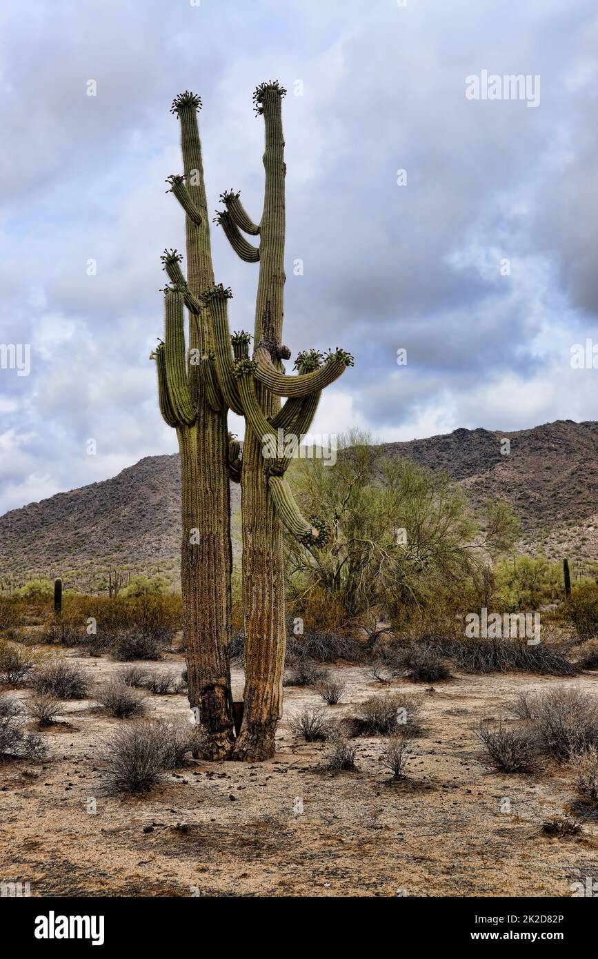 Saguaro Cactus cereus giganteus Arizona Stockfoto