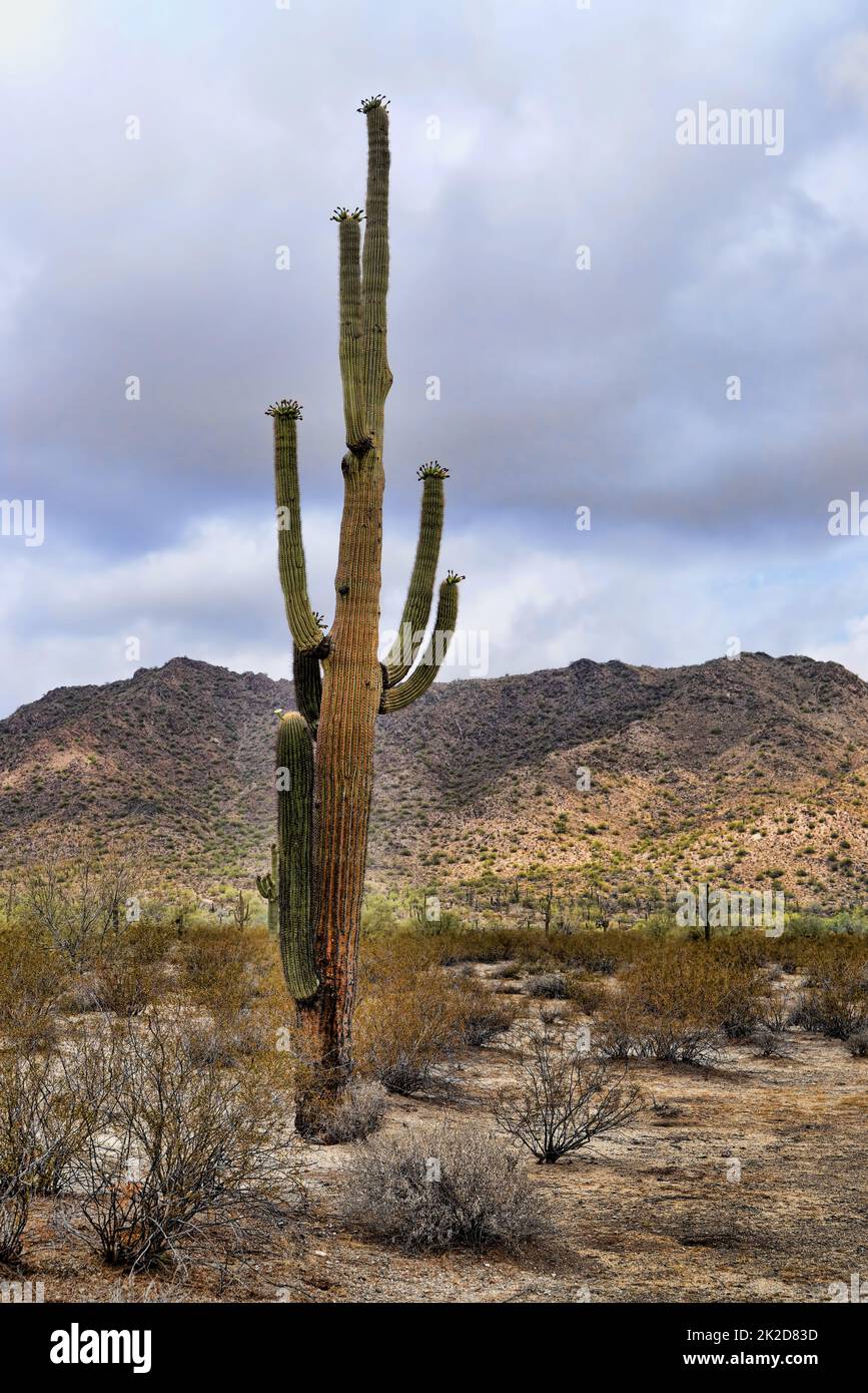 Saguaro Cactus cereus giganteus Sonora Desert Stockfoto