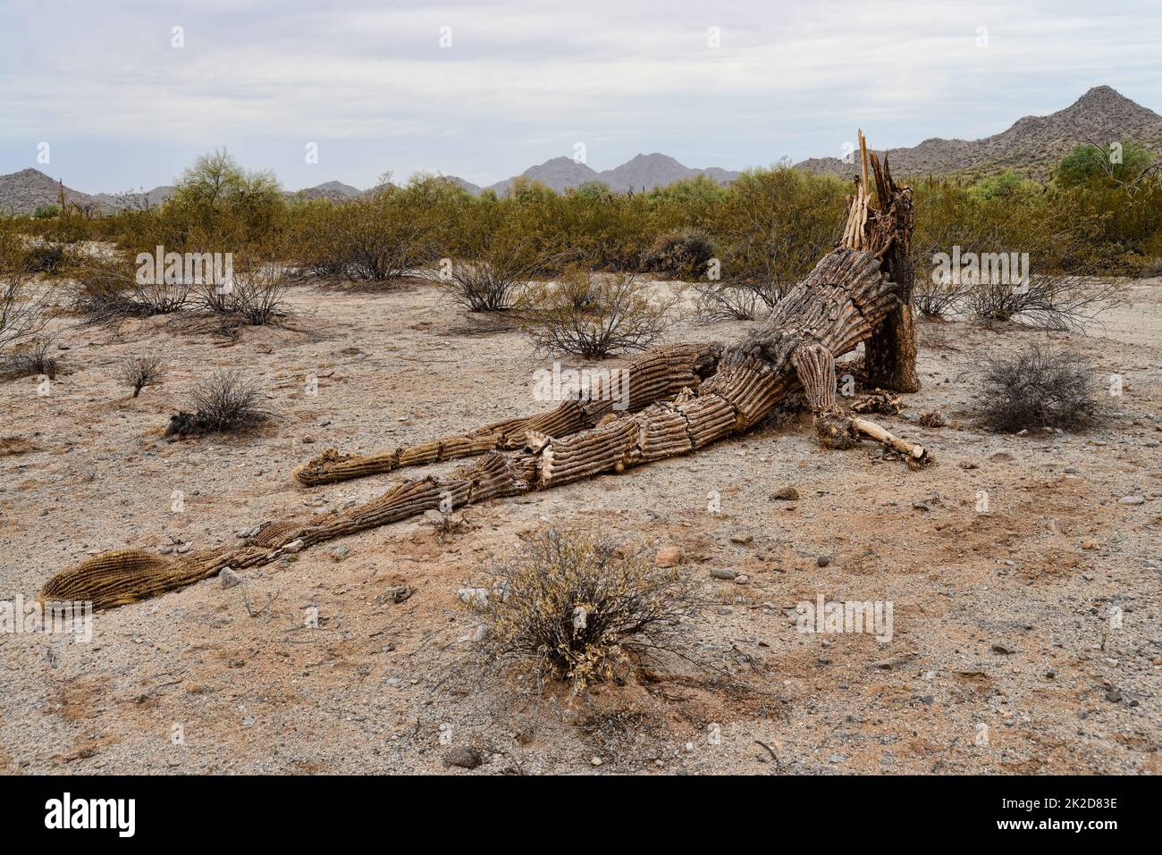 Tote und gefallene Saguaro Sonora Wüste Arizona Stockfoto