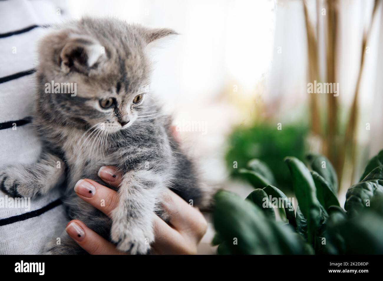 Schottisches Heterokätzchen Stockfoto