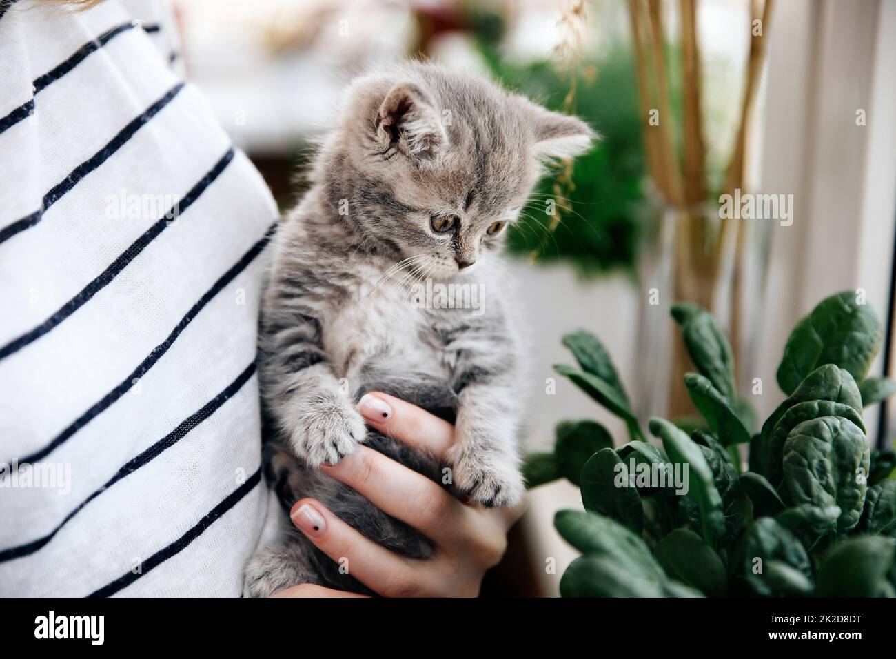 Schottisches Heterokätzchen Stockfoto