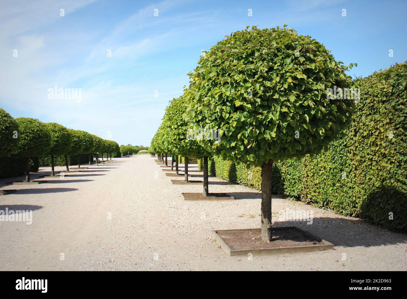 Gerade Gasse mit kreisförmigen Bäumen an den Seiten mit blauem Himmel im Frühling. Bäume in einer Parkgasse mit Wegen Stockfoto