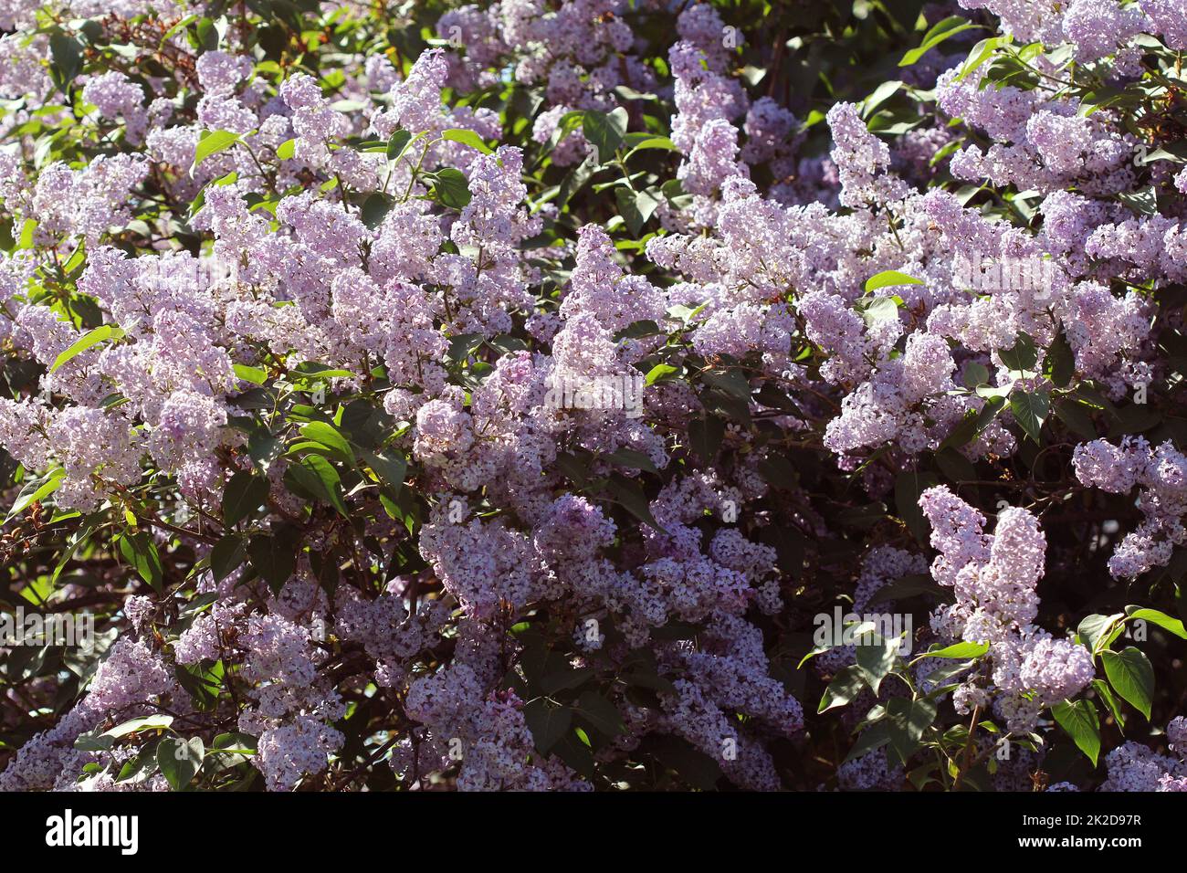 Zweig der rosa Flieder in einen Garten, Park. Schönen blühenden Blumen lila Baum im Frühling. Feder Konzept Stockfoto