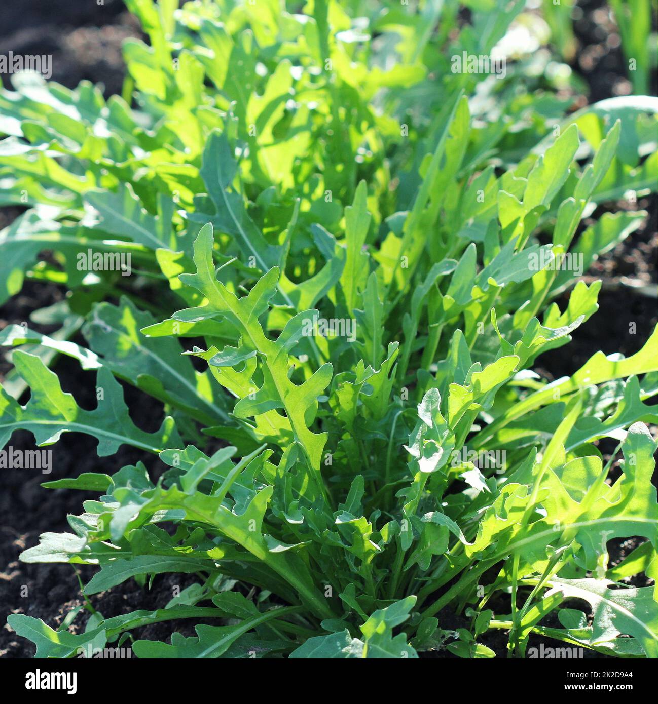 Rucola-Pflanze wächst in Bio-Gemüse Garten. Stockfoto