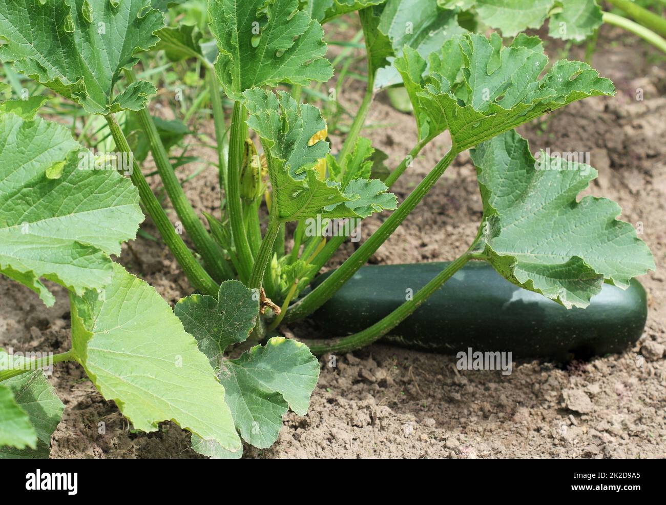 Zucchini Pflanzen im Gemüsegarten wachsen Stockfoto