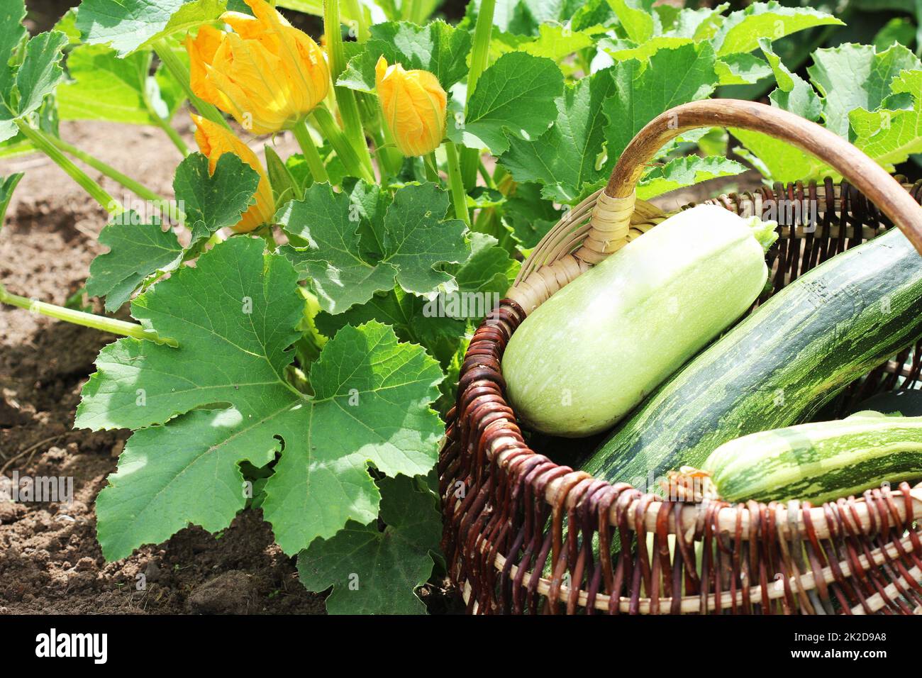 Zucchini Pflanzen in Blüte auf den Garten ausgestattet. Volle Korb von fresf Squash Stockfoto