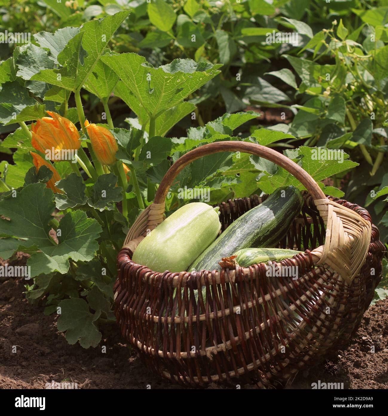 Zucchini Pflanzen in Blüte auf den Garten ausgestattet. Volle Korb von fresf Squash Stockfoto