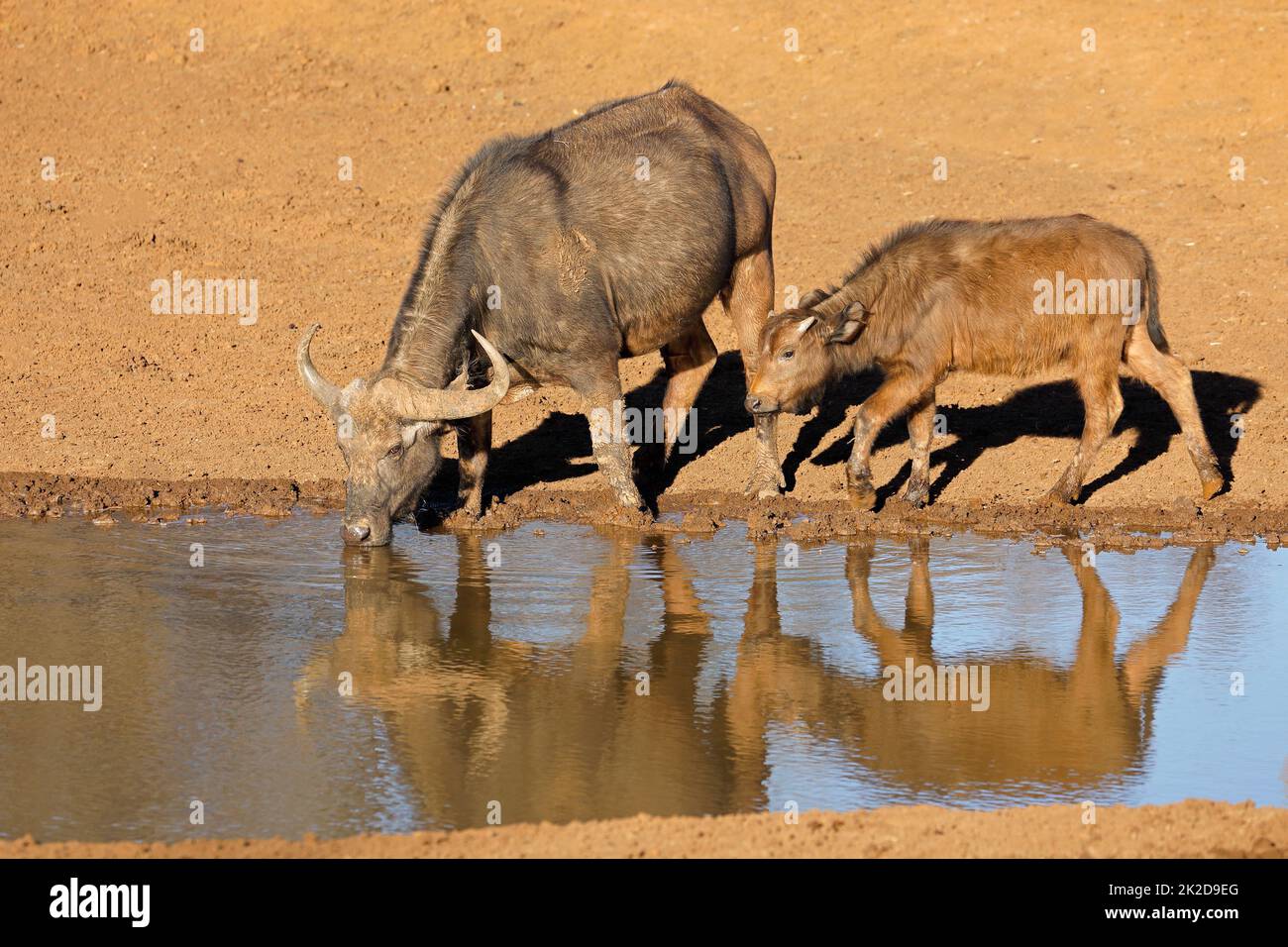 Afrikanische Büffel, die an einem Wasserloch trinken Stockfoto