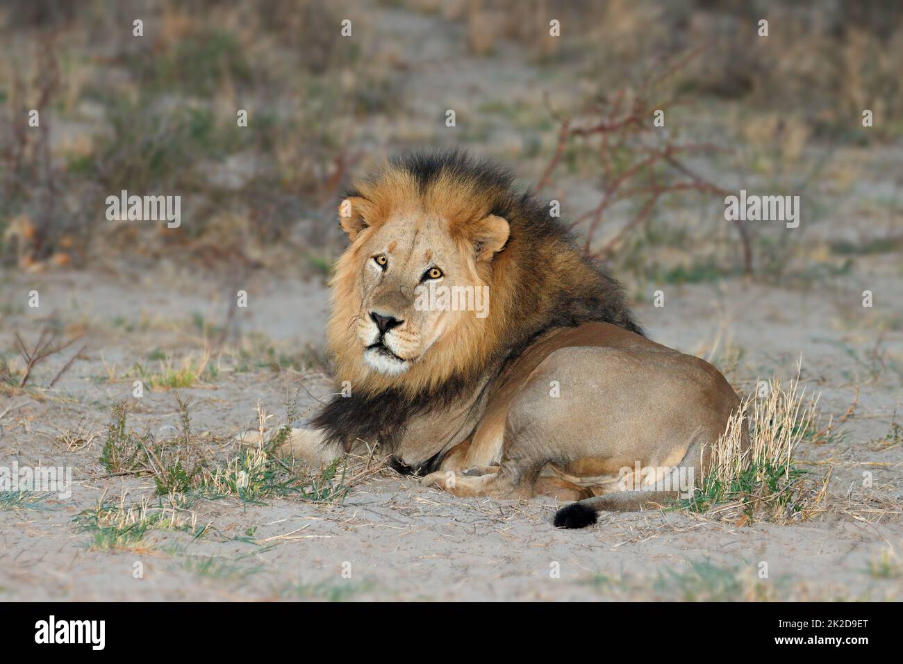 Großer männlicher afrikanischer Löwe ruht Stockfoto