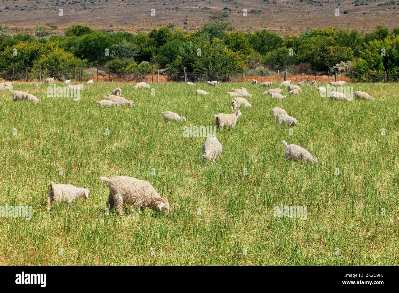 Angora-Ziegen, die auf der Weide weiden Stockfoto