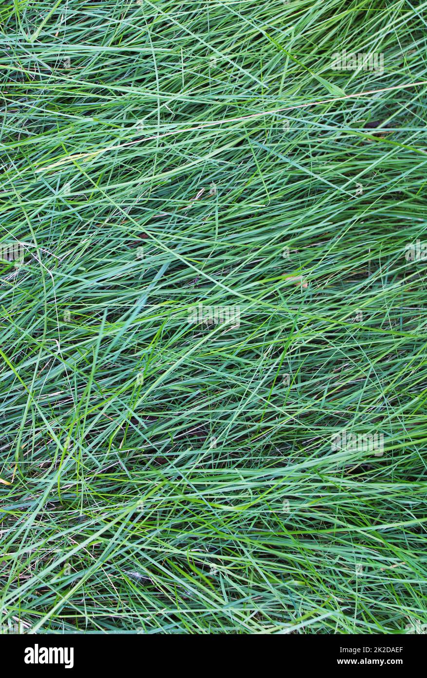 Eine gemeinsame grasbewachsene Rasenstruktur Stockfoto
