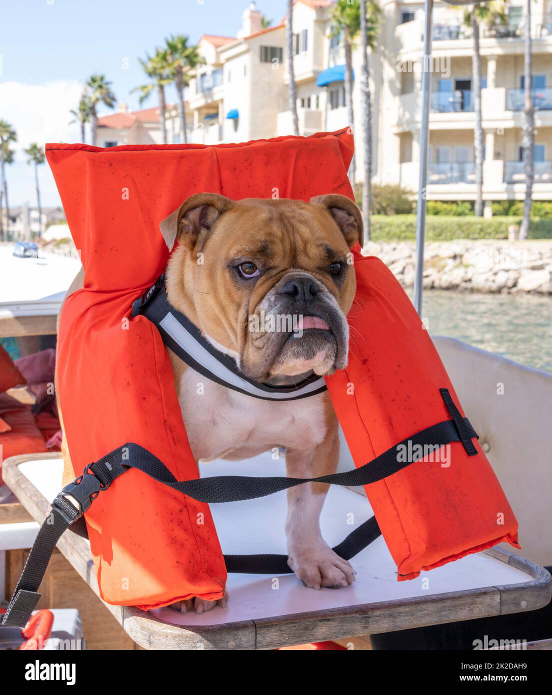 Englische Bulldogge, die zuerst Sicherheit in einer orangefarbenen Rettungsweste auf einem Boot übt Stockfoto
