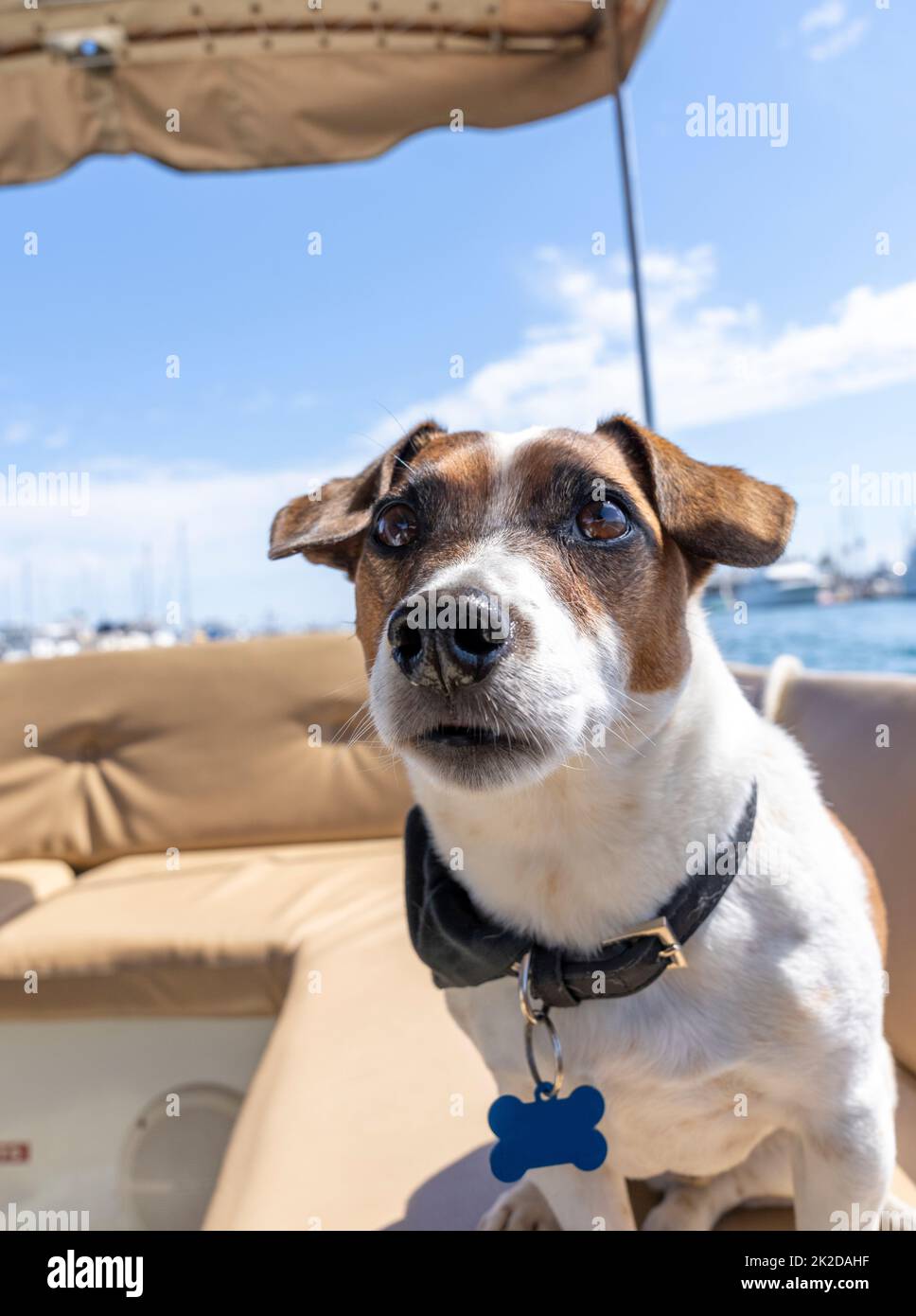 Sehr Nahaufnahme eines Jack Russell Terrier auf einem Boot in der Sonne Stockfoto