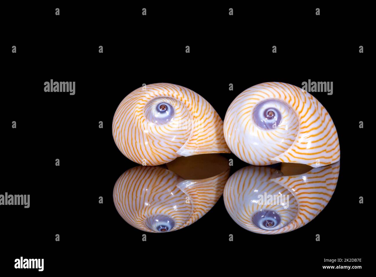 Zwei Muscheln aus Meeresschnecke isoliert auf schwarzem Hintergrund, Reflexion Stockfoto