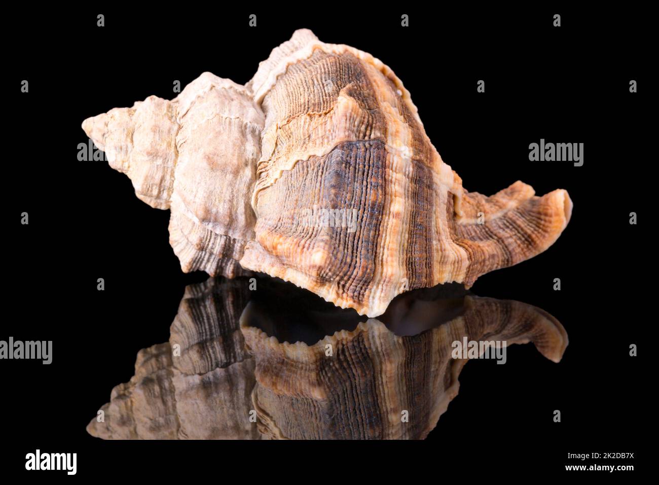 Sea Shell marine Snail auf schwarzem Hintergrund isoliert, Spiegelbild Stockfoto