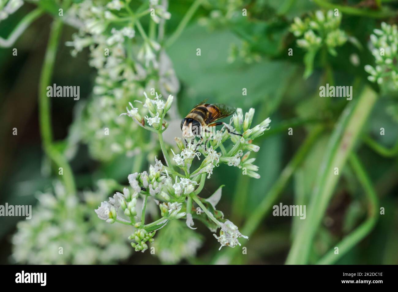 Die Bienen auf den weißen Blüten saugen das süße Wasser. Stockfoto