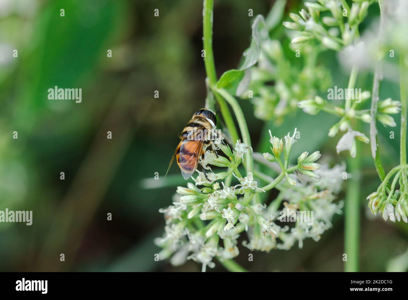 Die Bienen auf den weißen Blüten saugen das süße Wasser. Stockfoto