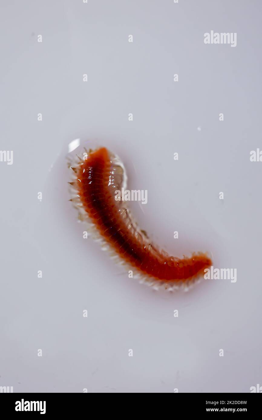 Nahaufnahme eines Borstenwurms, (Marine) Vielborster (Polychaeta). Stockfoto