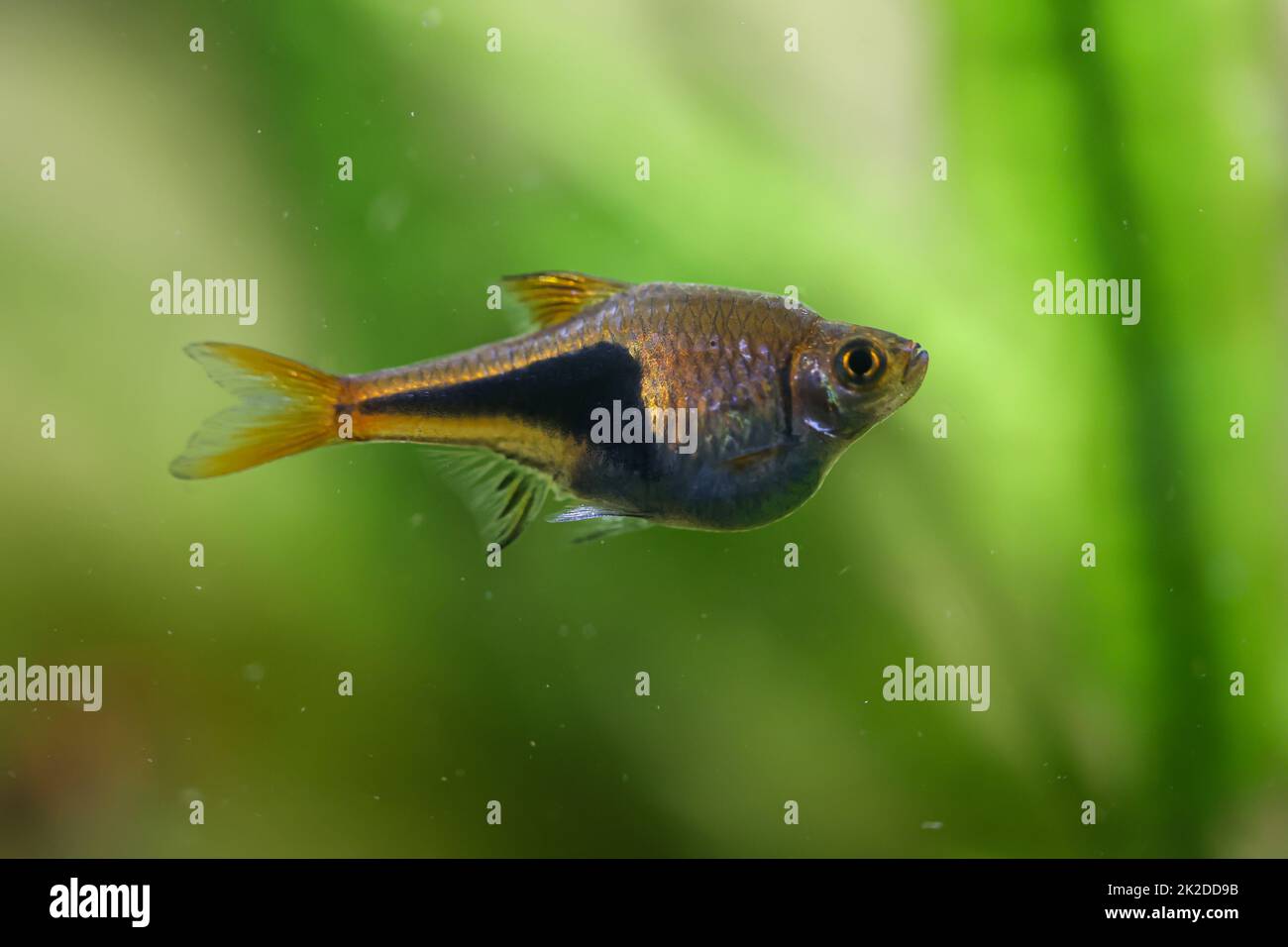 Ein Keilriegel, ein Bärenriegel in einem Aquarium. Stockfoto