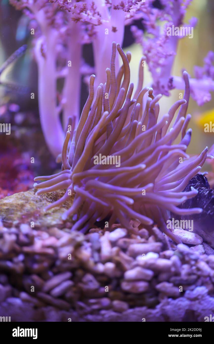 Eine schöne Kupferanemone in einem Meeresaquarium. Stockfoto