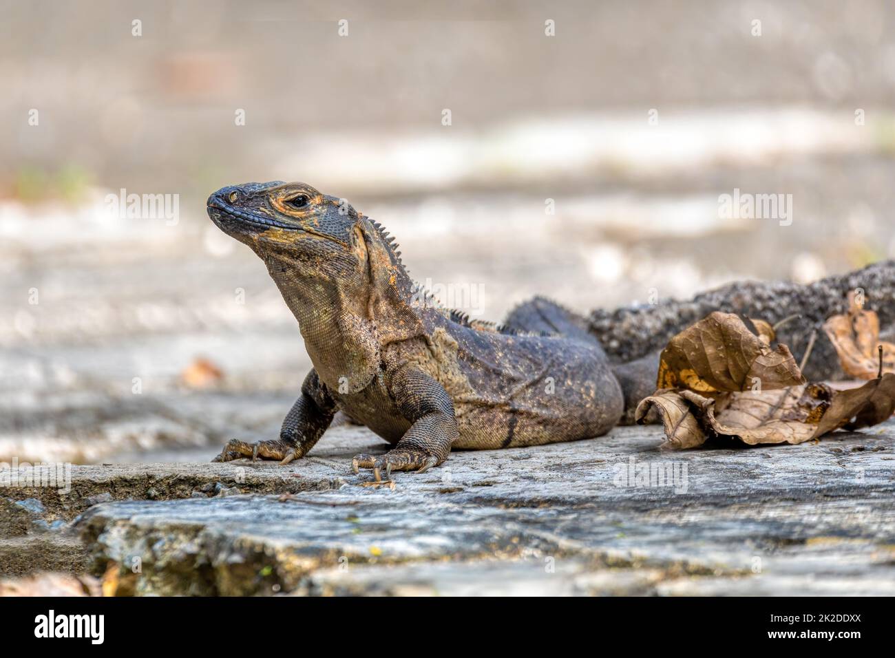 Schwarzer Stachelschwanziguan (Ctenosaura similis), Nationalpark Carara, Tierwelt Costa Ricas Stockfoto