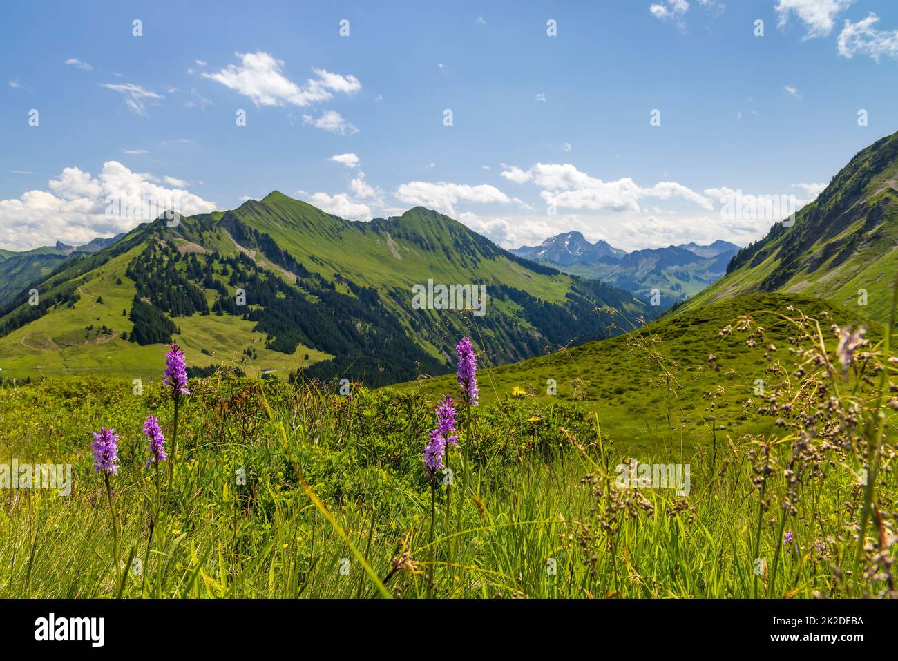 Typische Alpenlandschaft im Frühsommer bei Damuls, Vorarlberg, Österreich Stockfoto