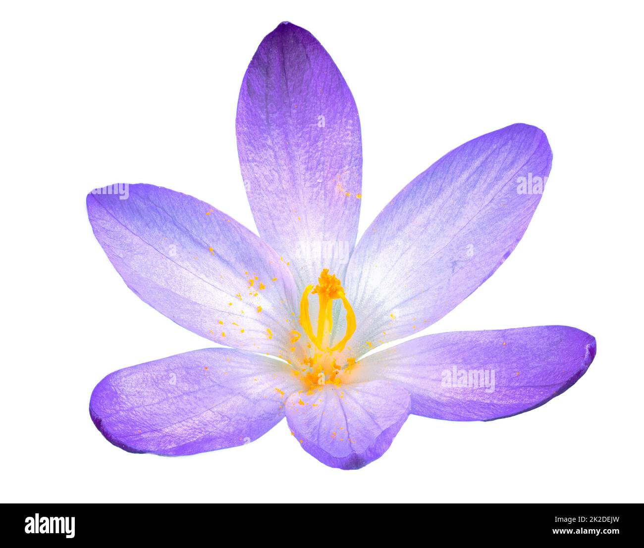 Isolierte Purpoe-Crocus-Blütenblüte Stockfoto