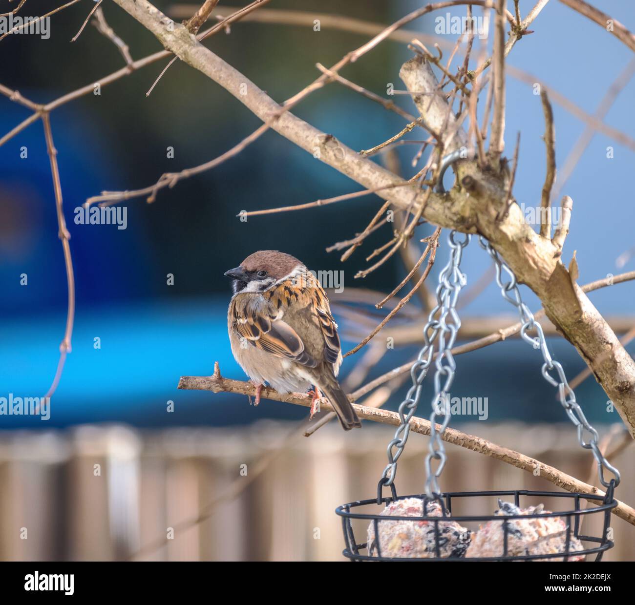 Spatz sitzt auf einem Zweig über einem Vogelfutter Stockfoto