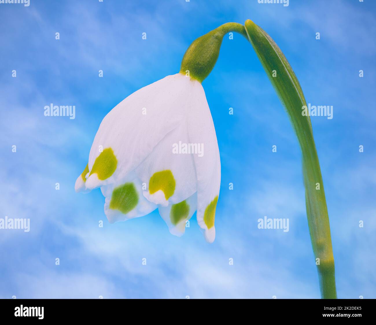 Märzenbecher Blumen im Garten Stockfoto