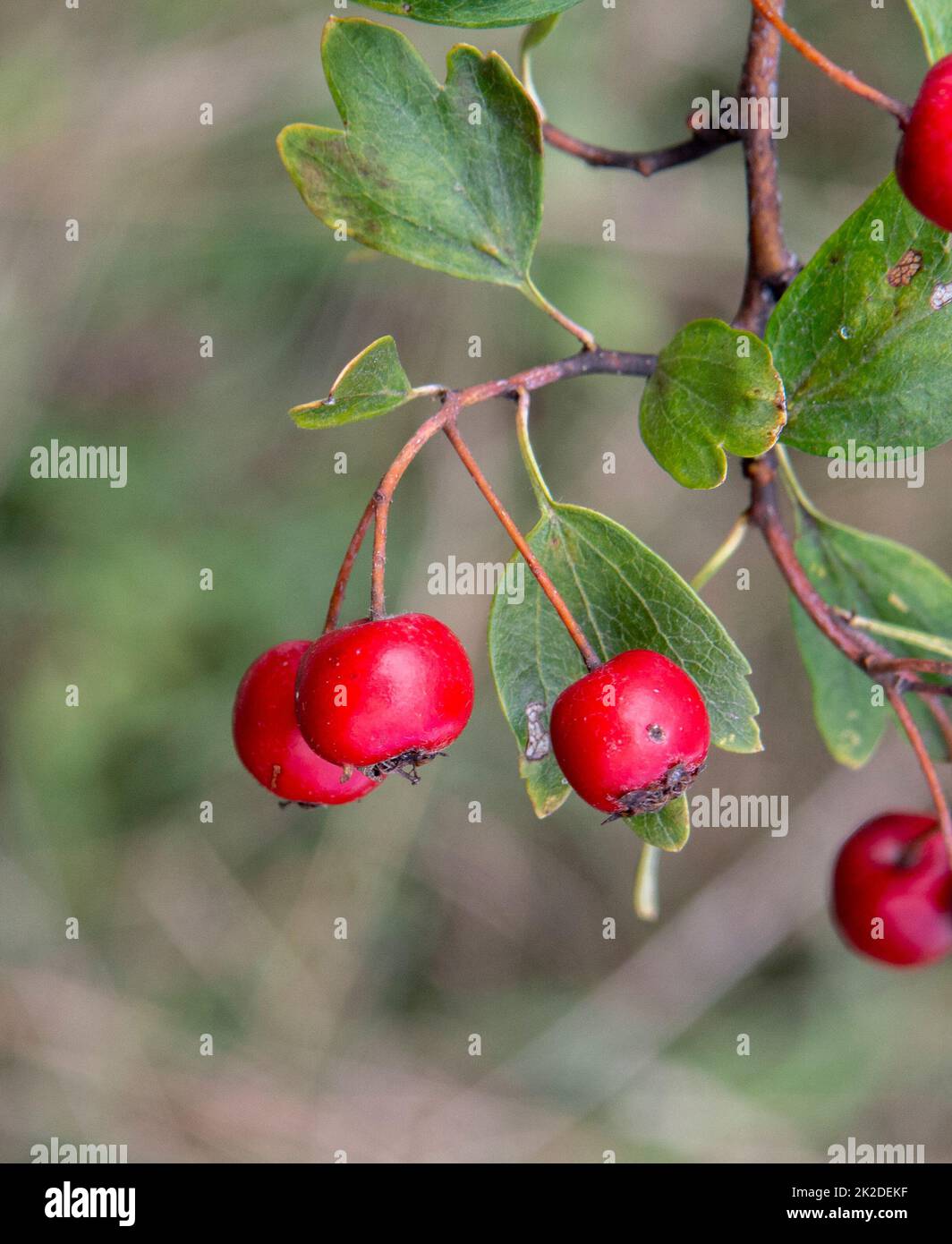 Rote Weißdorn (Crataegus) Beeren im Herbst. Die Pflanze ist auch als Quickthorn, Thornapple, Whitethorn, Mayflower oder Hawberry bekannt. Stockfoto