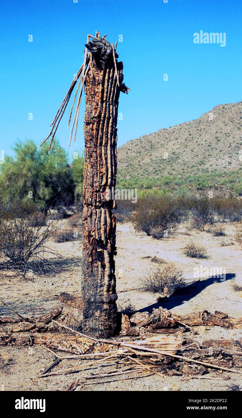 Toter saguaro-Kaktus Stockfoto