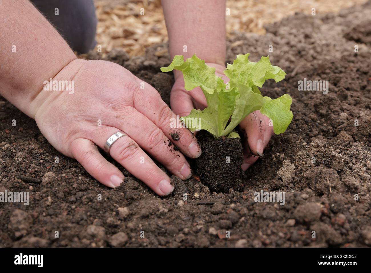 Pflanzen einer jungen Salatpflanze Stockfoto