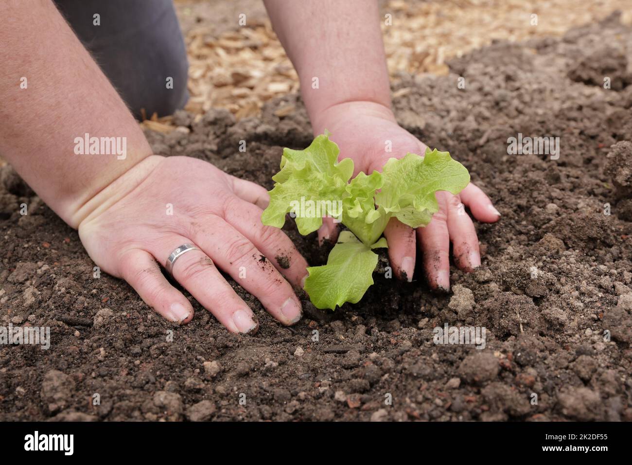 Pflanzen einer jungen Salatpflanze Stockfoto