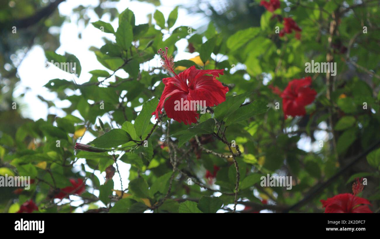 Rote Hibiskusblüte im Garten Stockfoto