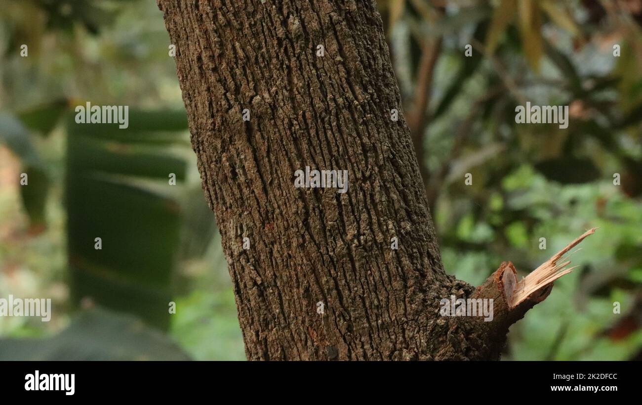 Ein Baumstamm im Wald Stockfoto