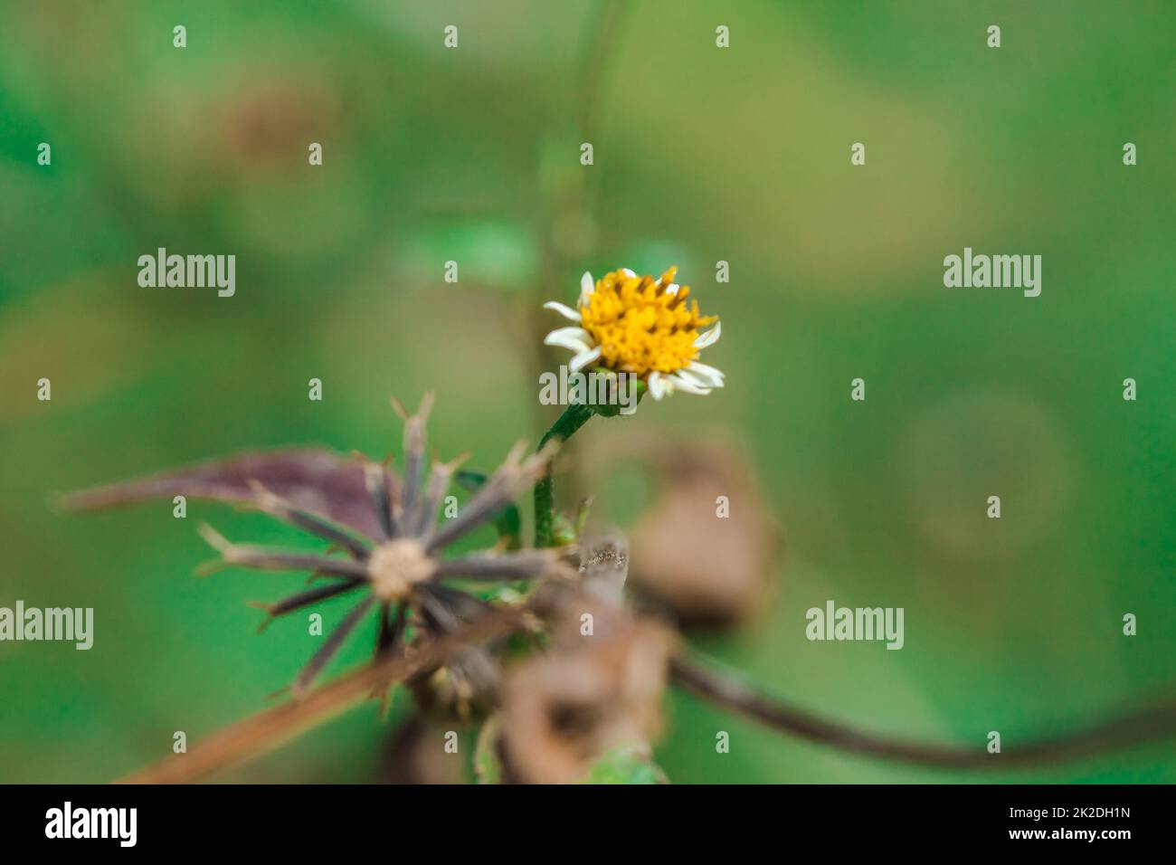 Bidens pilosa auf dem Gras, das als zweijährige Pflanze eingestuft wird Stockfoto