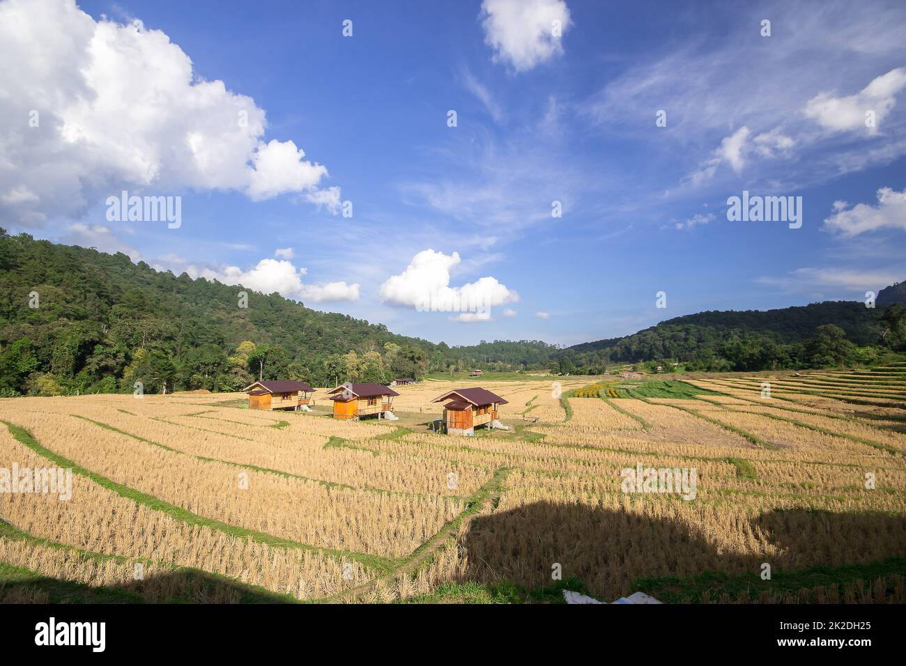Drei Hütten inmitten von Reisfeldern, die bereits geerntet haben Stockfoto