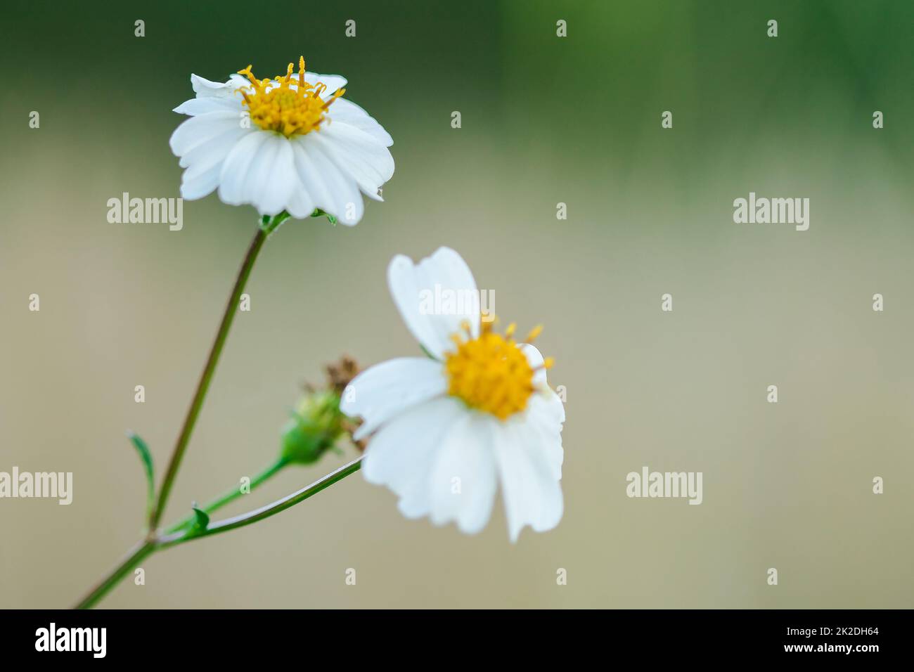 Bidens pilosa blüht, ist eine zweijährige Pflanze. Blumenstrauß Stockfoto