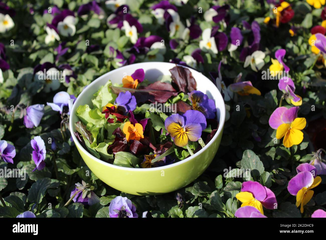 Köstlicher Salat mit essbaren Blüten auf einem Weicheier-Feld Stockfoto