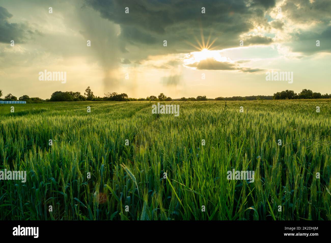 Grüner Weizen und Sonne unter einer Wolke mit Regen Stockfoto