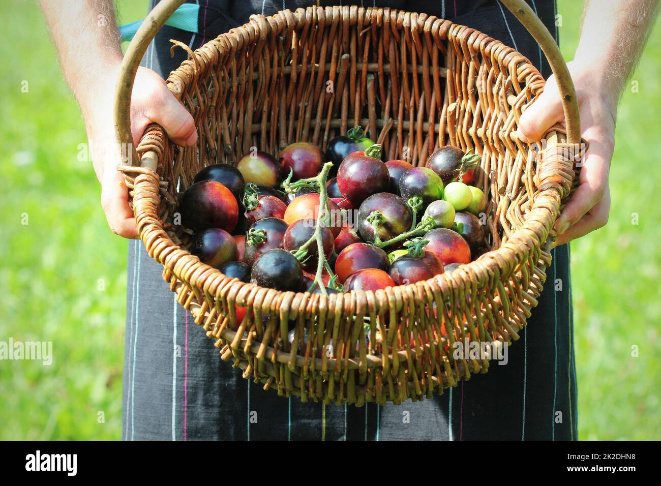 Erbsortentomaten im Korb. Landwirt, der die Ernte schwarzer Tomaten hält. Bunte Tomaten - rot, gelb, schwarz, orange. Gemüseküche-Konzeption Stockfoto
