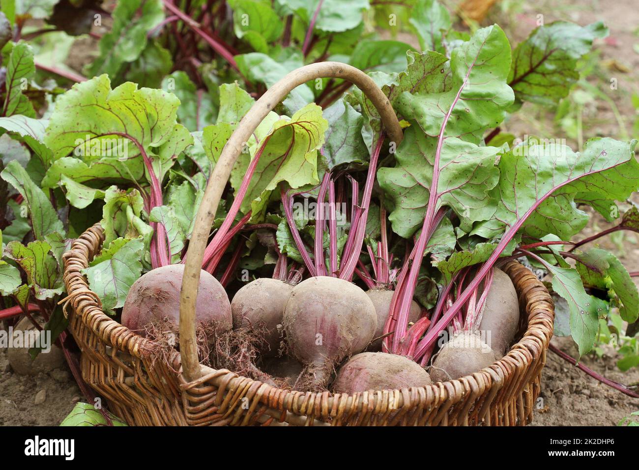 Frisch geerntete Rote Beete im Korb, Bio-Rüben mit Blättern, die auf dem Bett wachsen Stockfoto