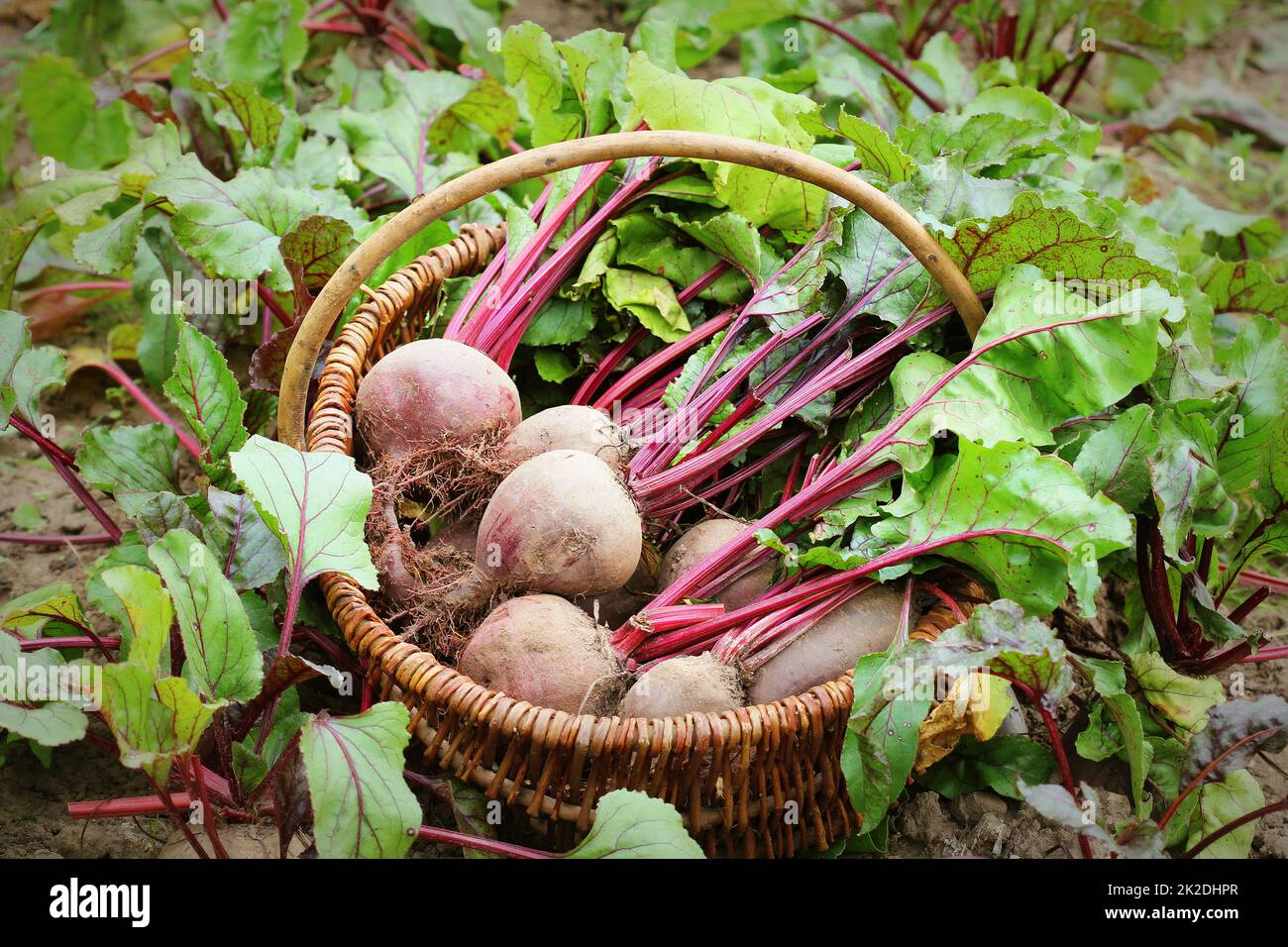 Frisch geerntete Rote Beete im Korb, Bio-Rüben mit Blättern, die auf dem Bett wachsen Stockfoto
