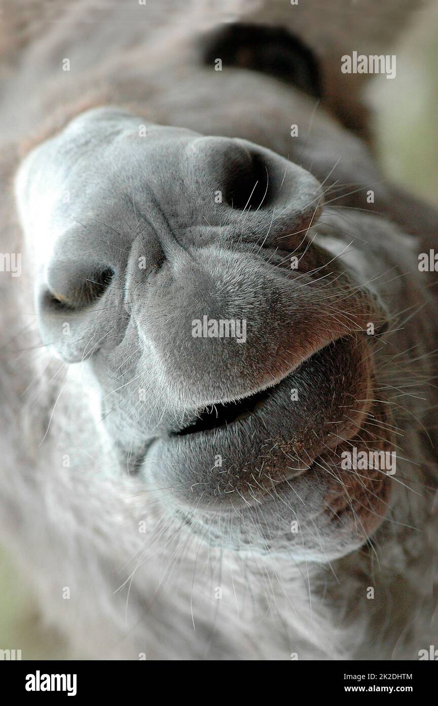 Ein süßer Esel in Nahaufnahme Stockfoto