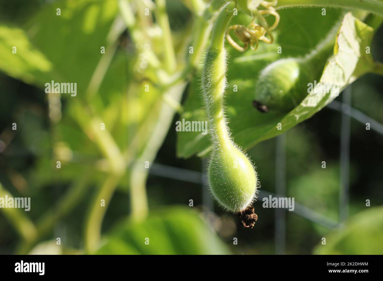 Kleine junge grüne Flasche-förmige lagenaria Kürbis im Garten. Stockfoto