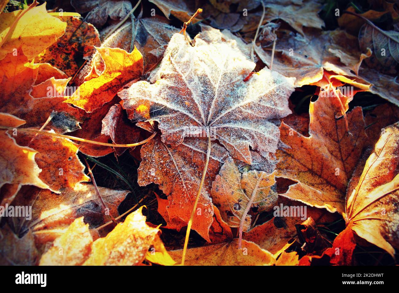 Hintergrund der Herbst Ahorn Blätter in der Frost Stockfoto