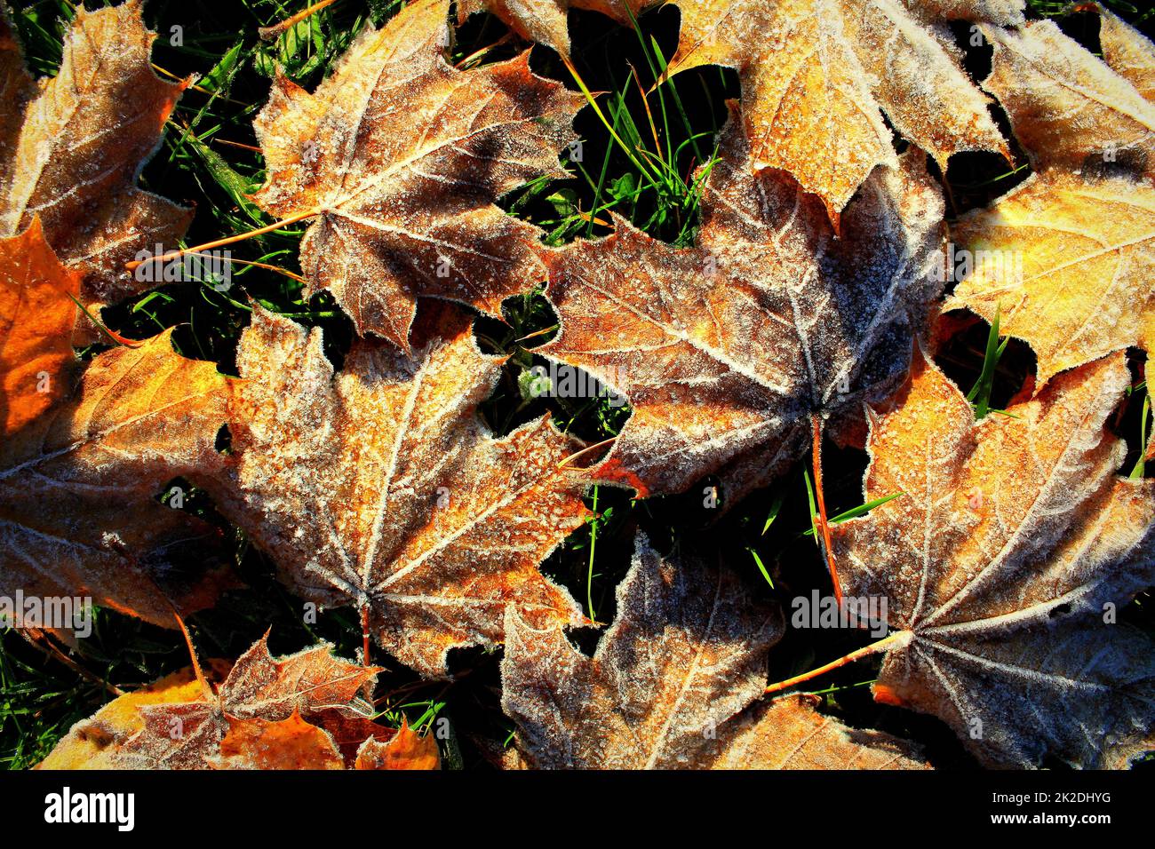 Hintergrund der Herbst Ahorn Blätter in der Frost Stockfoto