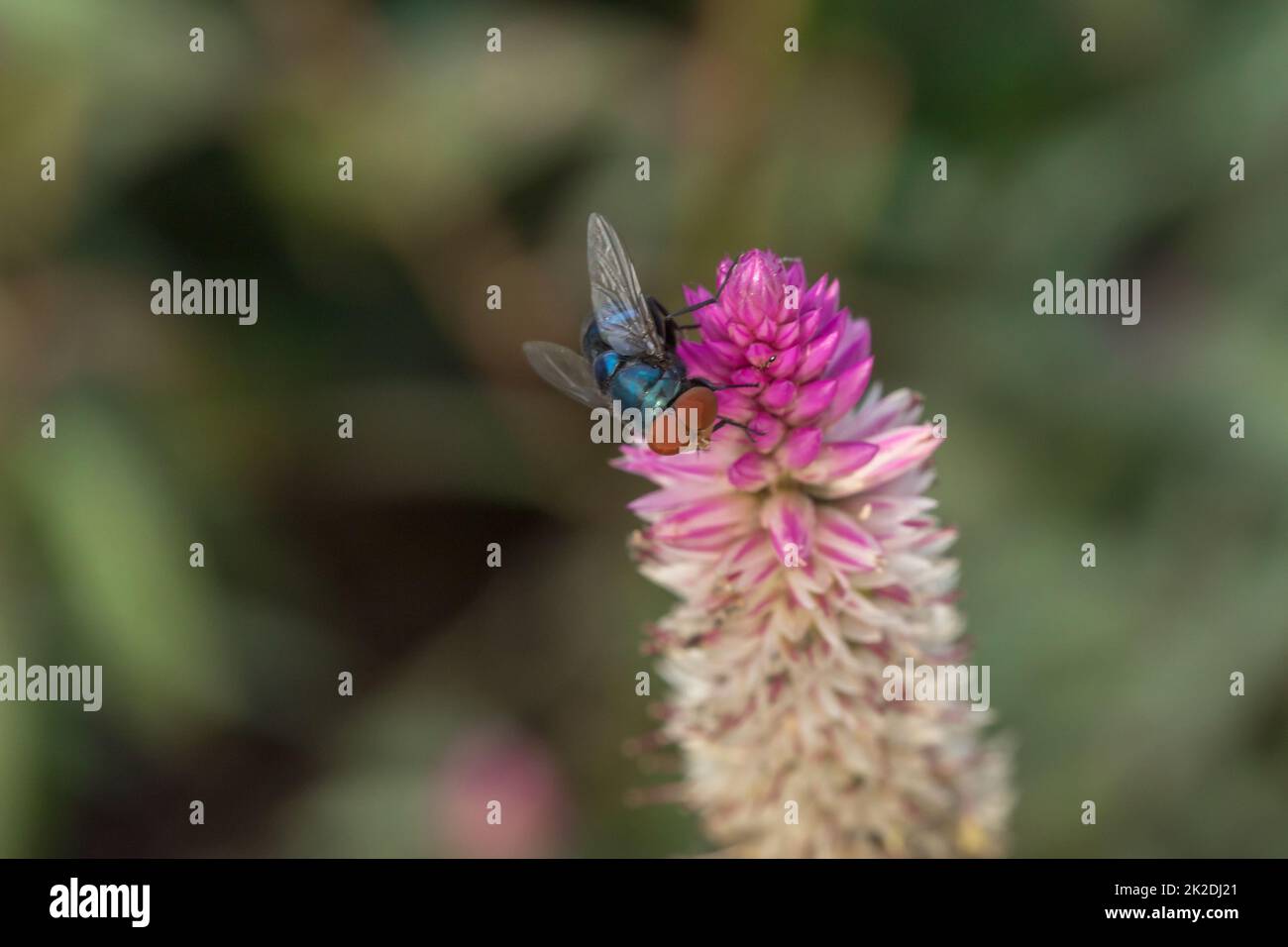 Blow Fly ist auf einer lila Blume. Wir können es leicht am Tag sehen. Stockfoto
