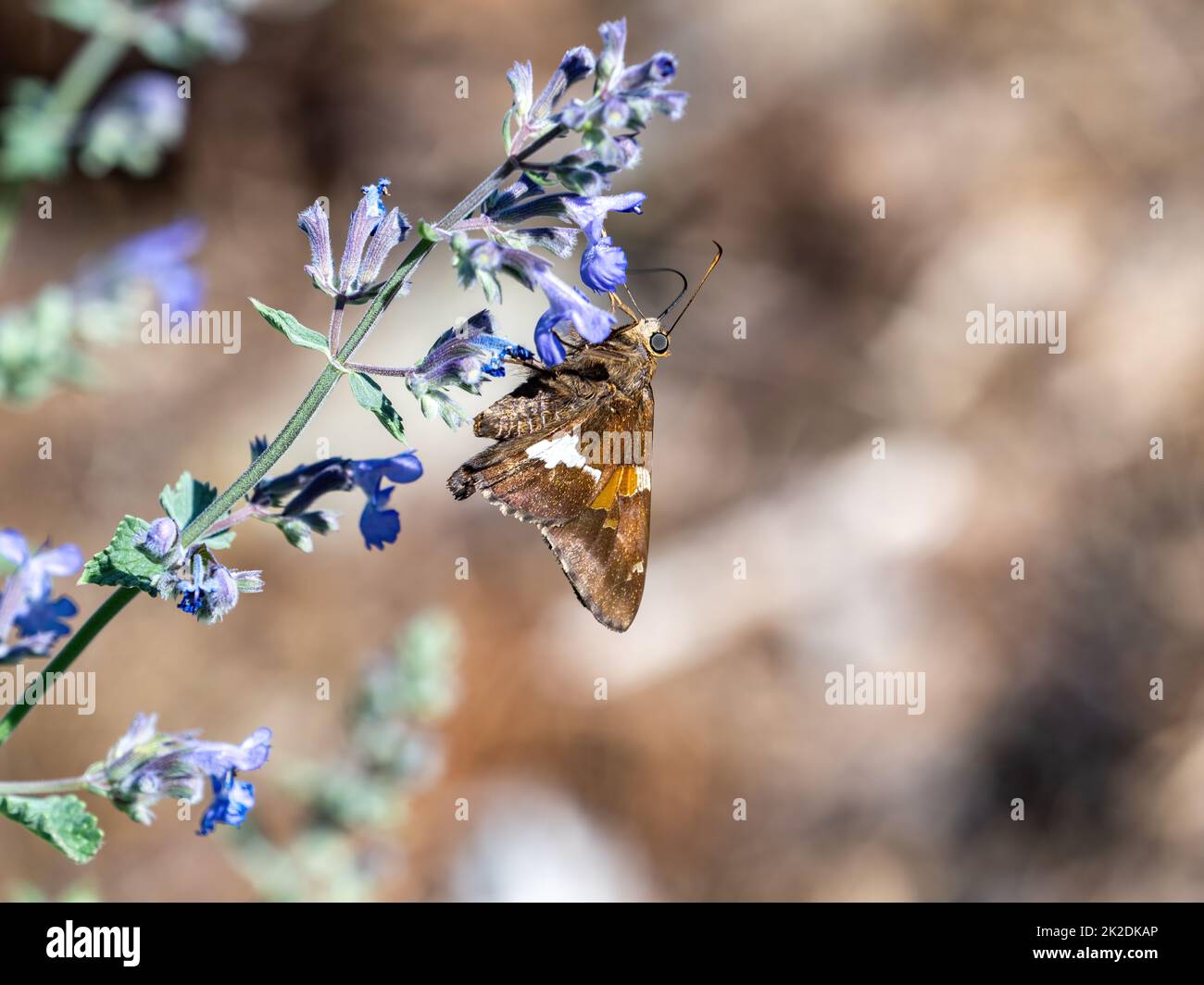 Ein Silberfleckiger Skipper-Schmetterling, Epargyreus clarus, ernährt sich von violetten Blumen in einem Park in Black River Falls, Wisconsin. Stockfoto